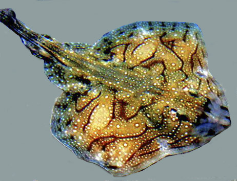 Raja undulata002